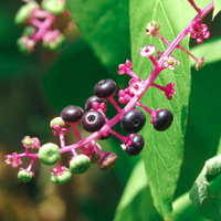 紫色の果実が房状に連なるヨウシュヤマゴボウの写真