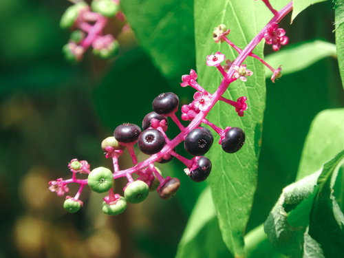 紫色の果実が房状に連なるヨウシュヤマゴボウ