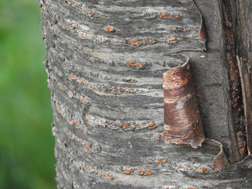 捲れた桜の木の樹皮のテクスチャ - 剥がれた幹のクローズアップ