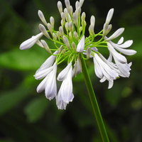 白く咲くアガパンサスのつぼみと花の写真