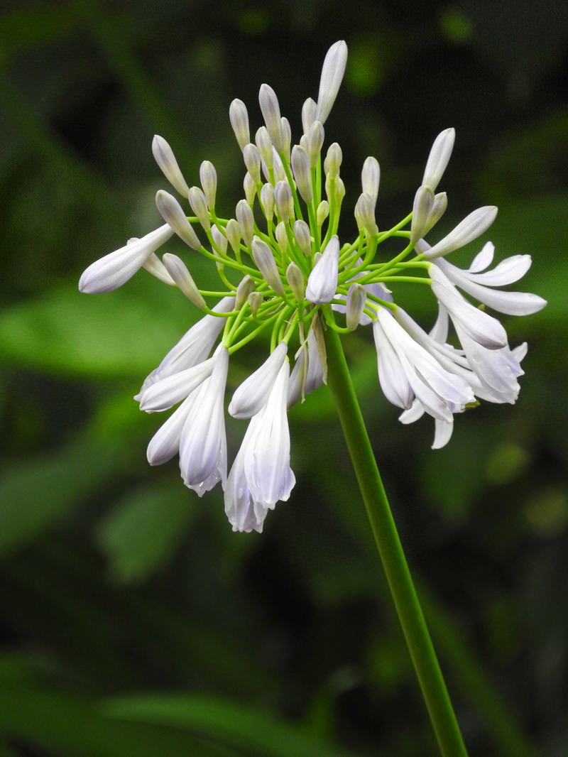 緑の背景に白いアガパンサスの花が咲いている様子