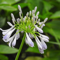 白い花が咲くアガパンサス（ムラサキクンシラン科）の写真