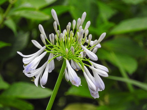 白い花が咲くアガパンサス（ムラサキクンシラン科）