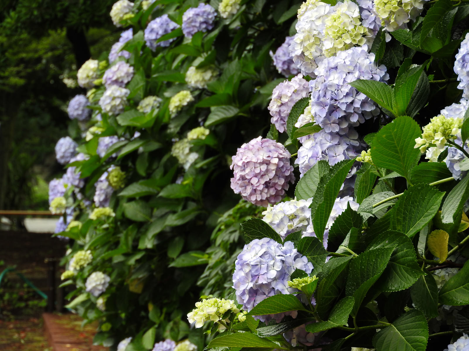 淡い紫色のアジサイが咲き誇る花壇の風景