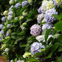 梅雨時期に咲く紫陽花の花壇の写真