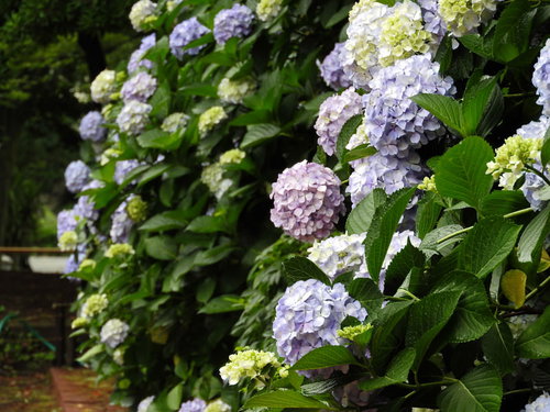 梅雨時期に咲く紫陽花の花壇