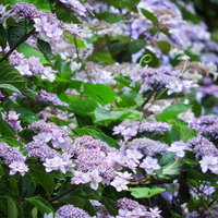 ガクアジサイが満開の時期の薄紫色の花と緑の葉の写真