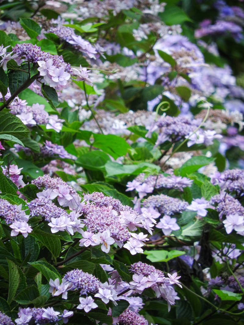 緑の葉に囲まれて咲く薄紫色のガクアジサイの花