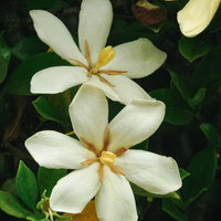 初夏に咲くクチナシの白い花の写真