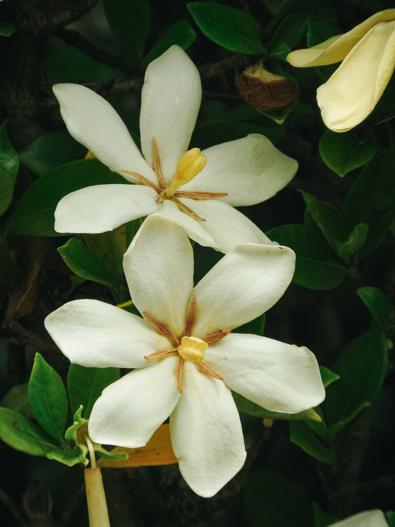 初夏に咲くクチナシの白い花