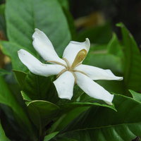 クチナシ（アカネ科）の白い花の写真