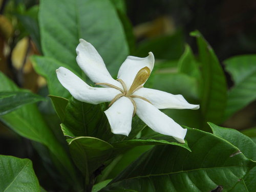 クチナシ（アカネ科）の白い花