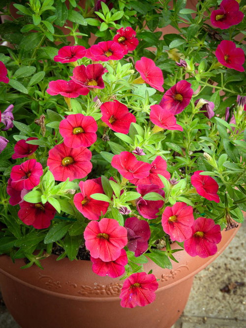 プランターに咲く濃いピンクのサフィニア、緑の葉との美しいコントラスト