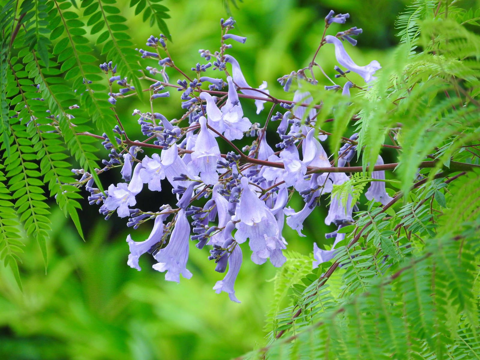 緑のシダに囲まれて咲く薄紫色のジャカランダの花房