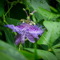 緑の葉に囲まれて咲く紫色のトケイソウの花の写真