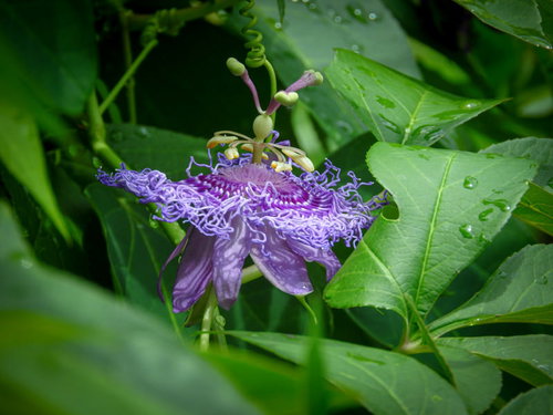緑の葉に囲まれて咲く紫色のトケイソウの花