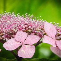 淡いピンク色に咲くガクアジサイの花、梅雨の季節の装飾花と両性花の写真