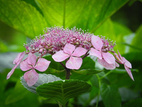 淡いピンク色の装飾花が咲くガクアジサイの庭園風景