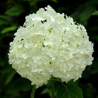 梅雨の季節に咲く白い紫陽花の写真
