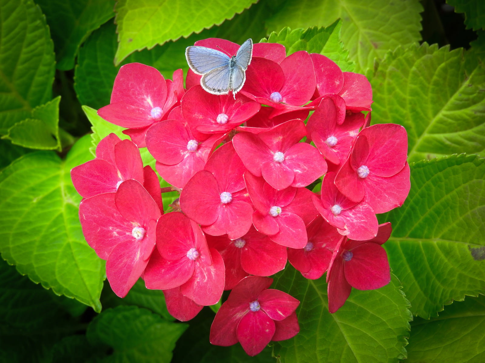 赤いアジサイの花に青いルリシジミが止まっている様子