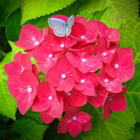 赤いアジサイに止まるルリシジミ～梅雨の季節の青い蝶の写真