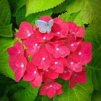 赤いアジサイの花にとまるルリシジミ蝶の写真