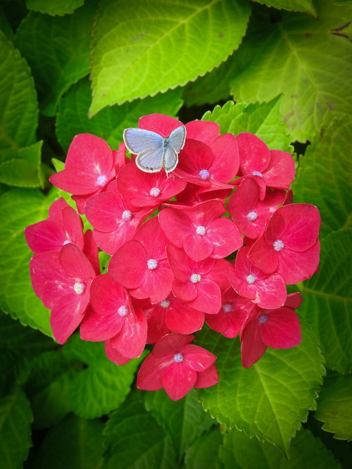 赤いアジサイの花にとまるルリシジミ蝶