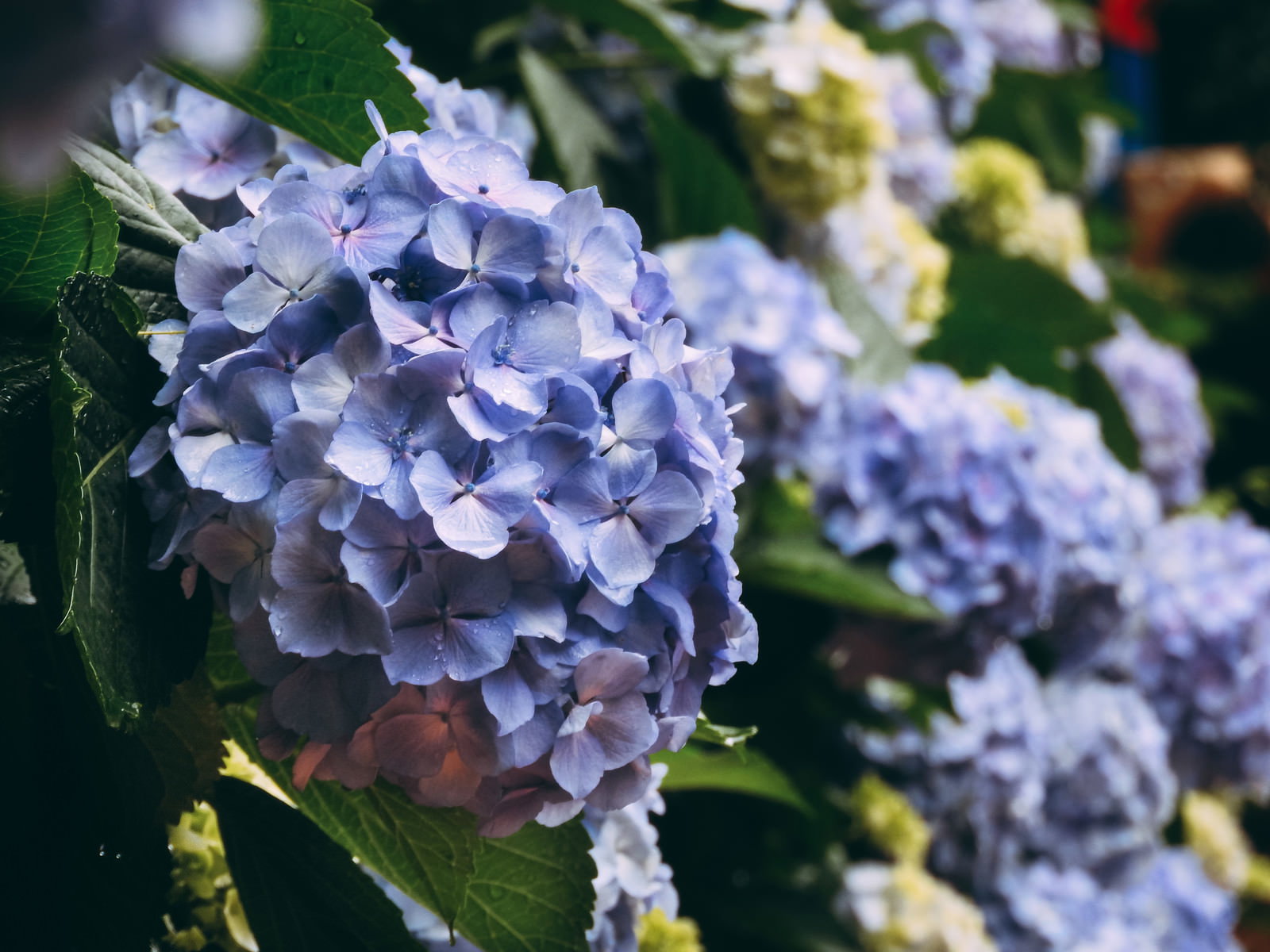 青紫色の花びらが集まったアジサイの花房と緑の葉