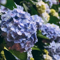 青のアジサイがたくさん咲く梅雨の花景色。初夏の季節の写真