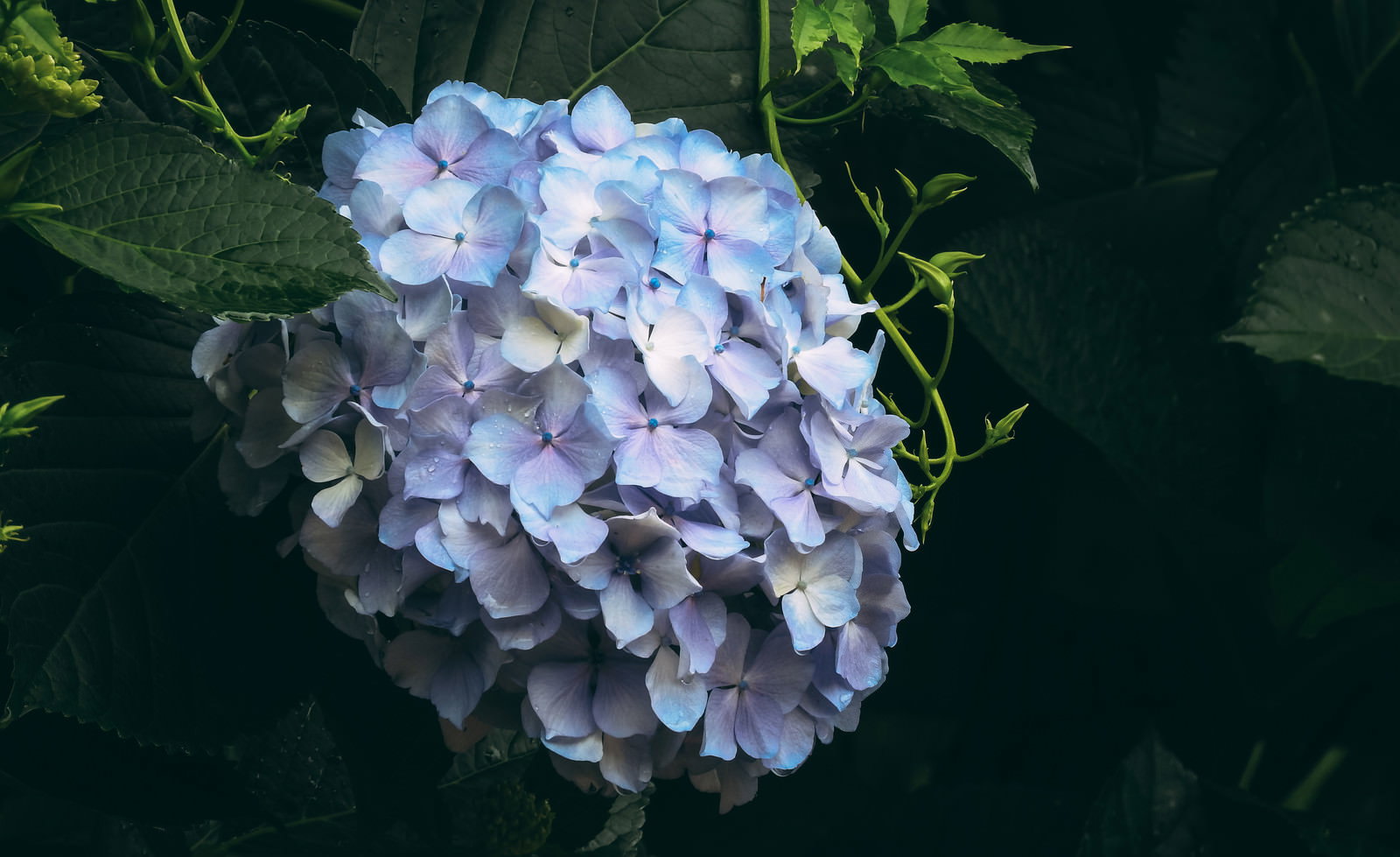 緑の葉に囲まれて咲く淡い青紫色の紫陽花の花