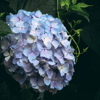 青く咲く紫陽花。梅雨の季節に咲く落葉低木の花の写真