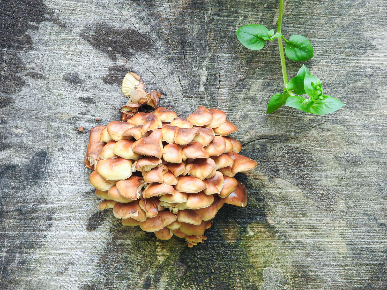切り株の表面にオレンジ色のキノコが群生し緑の新芽も見える