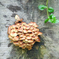 茶色い切り株から群生するオレンジ色のキノコの写真