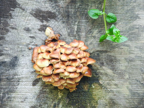 茶色い切り株から群生するオレンジ色のキノコ