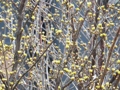 早春に黄色い花を咲かせる庭木サンシュユ