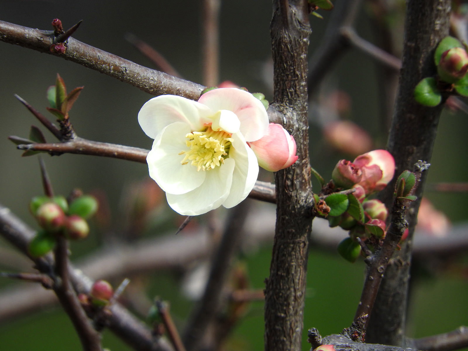 淡いピンク色の花弁と黄色い雄しべが美しい木瓜（ボケ）の花