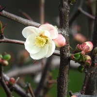 淡いピンク色に開く春の木瓜（ボケ）の花の写真