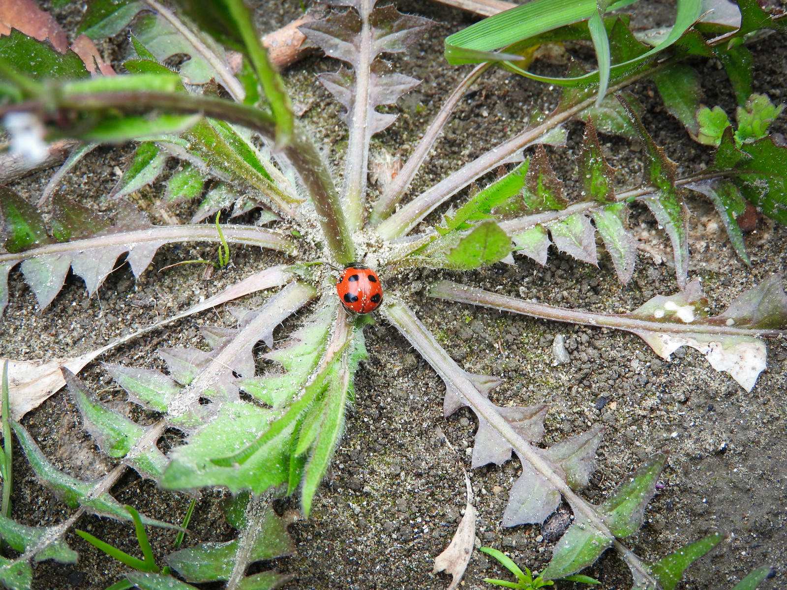 ロゼット状の草にとまるてんとう虫