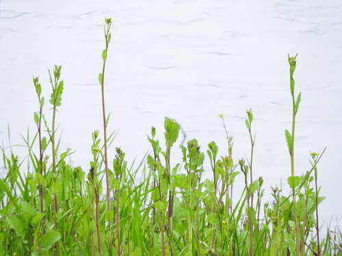 水辺に生い茂る野草と若い芽 春の湿地の新緑