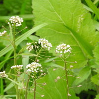 道端に咲くナズナ（ぺんぺん草）の小さな白い花の写真