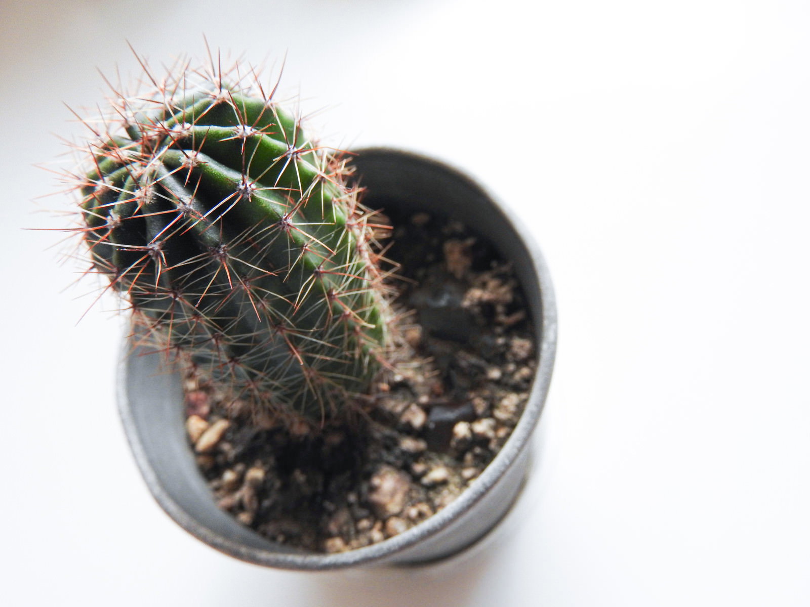 白い鉢に植えられた小さなサボテンが卓上に置かれている
