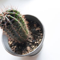 卓上に飾られたミニサボテン：白い鉢植えの球状観葉植物の写真