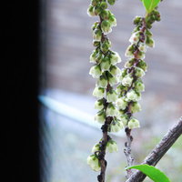 ツバキ科のヒサカキの枝に咲く小さな白い花の写真