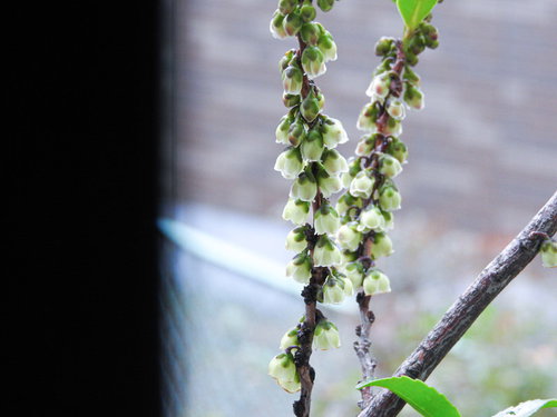 ツバキ科のヒサカキの枝に咲く小さな白い花