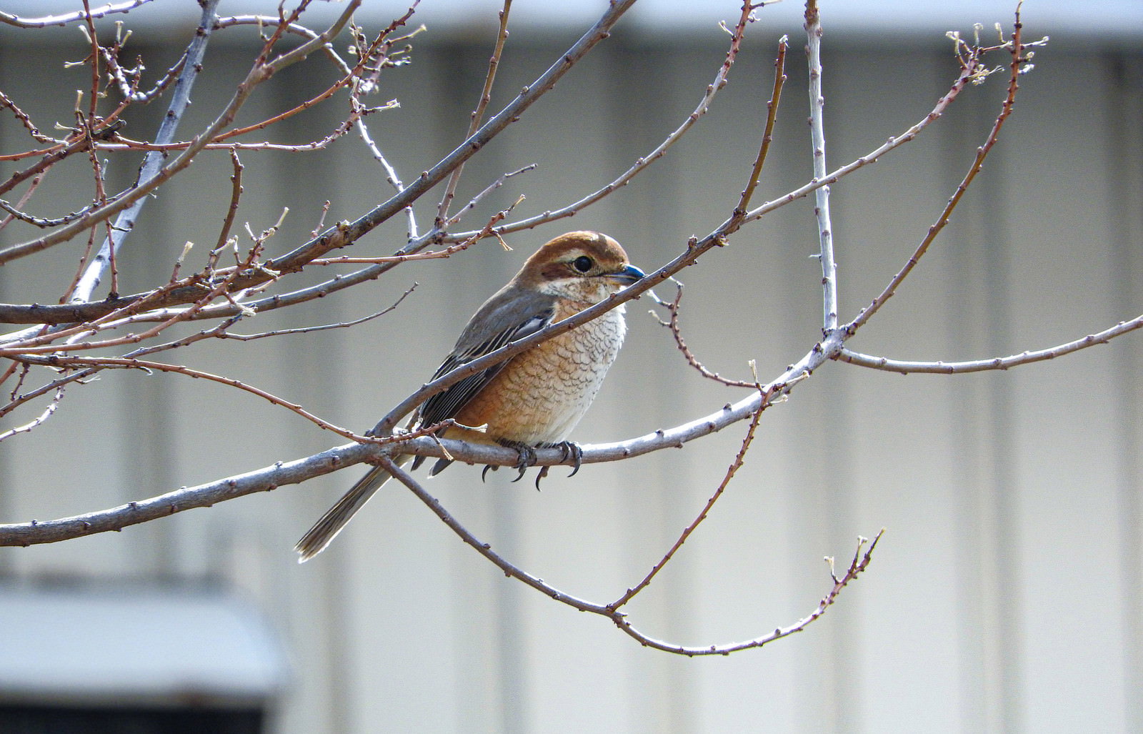 枝に止まっているオレンジ色の羽毛を持つジョウビタキ