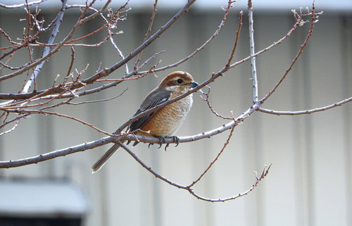 枝に止まるジョウビタキ - 冬の野鳥写真