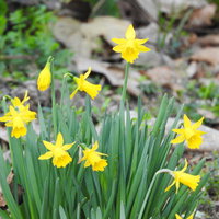 石の間に咲くミニ水仙ティタティタの黄色い花の写真
