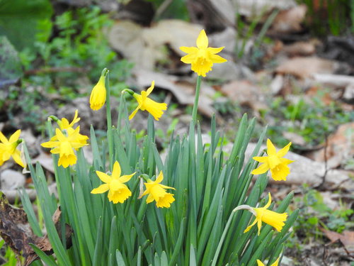 石の間に咲くミニ水仙ティタティタの黄色い花