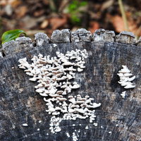 茶色い切株に群生する白いキノコ、湿った環境で育つ菌類の写真