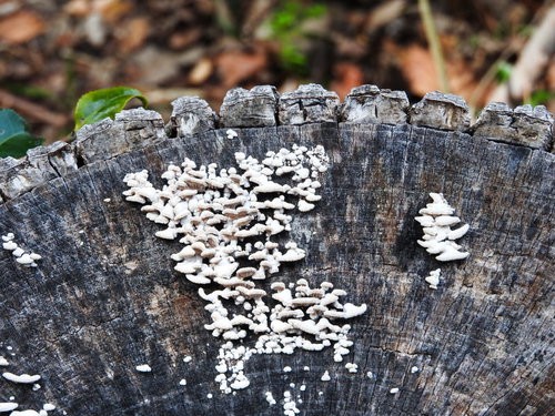 茶色い切株に群生する白いキノコ、湿った環境で育つ菌類